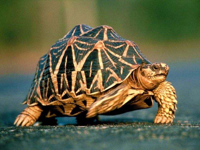 Все о черепахах в Томске | ЗооТом портал о животных