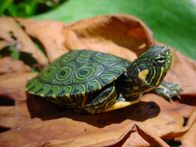 Породы черепах в Томске | ЗооТом портал о животных