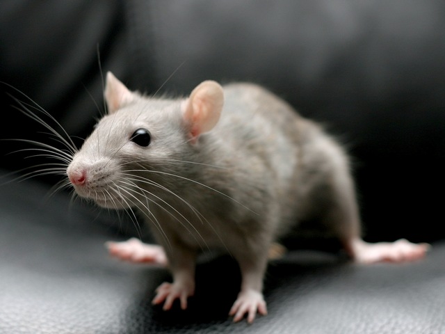 Все о крысах в Томске | ЗооТом портал о животных
