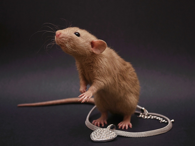 Породы крыс | ЗооТом - продажа, вязка и услуги для животных в Томске