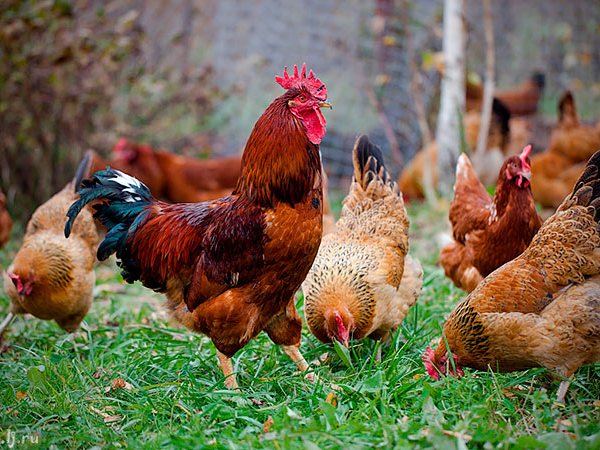 Породы куриц | ЗооТом - продажа, вязка и услуги для животных в Томске