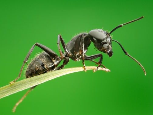 Все о муравьях в Томске | ЗооТом портал о животных