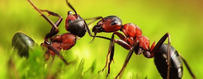Все о муравьях в Томске | ЗооТом портал о животных
