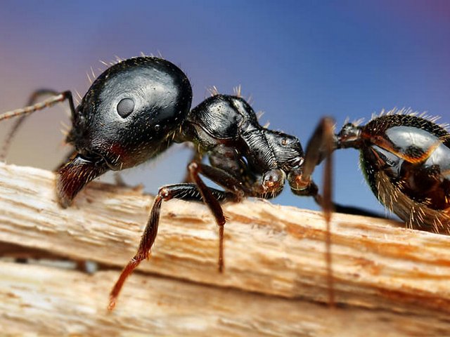Породы муравьев в Томске | ЗооТом портал о животных