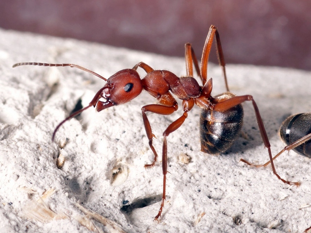 Содержание муравьев и уход за ними в Томске | ЗооТом портал о животных