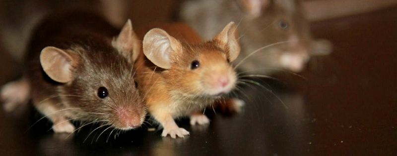 Все о мышах в Томске | ЗооТом - продажа, вязка и услуги для животных в Томске