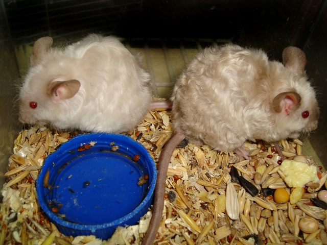 Породы мышей | ЗооТом - продажа, вязка и услуги для животных в Томске