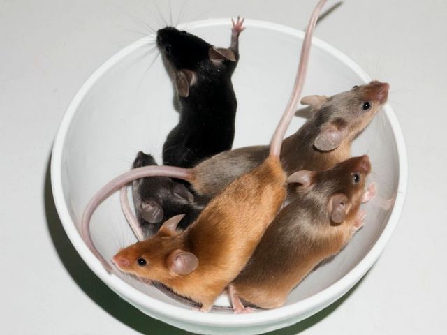 Содержание мышей и уход за ними в Томске | ЗооТом - продажа, вязка и услуги для животных в Томске