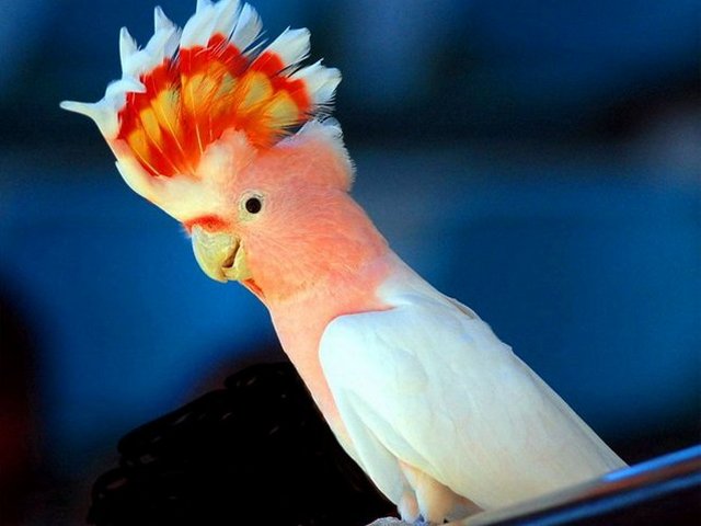 Породы попугаев | ЗооТом - продажа, вязка и услуги для животных в Томске