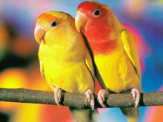 Породы попугаев | ЗооТом - продажа, вязка и услуги для животных в Томске