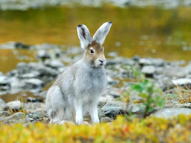 Содержание зайцев и уход за ними | ЗооТом - продажа, вязка и услуги для животных в Томске