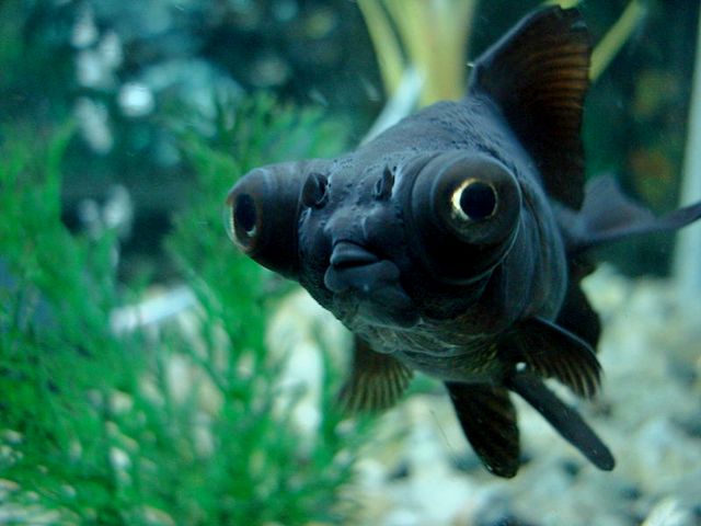 Породы аквариумных рыбок в Томске | ЗооТом портал о животных