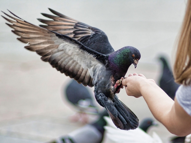 Все о голубях | ЗооТом - продажа, вязка и услуги для животных в Томске
