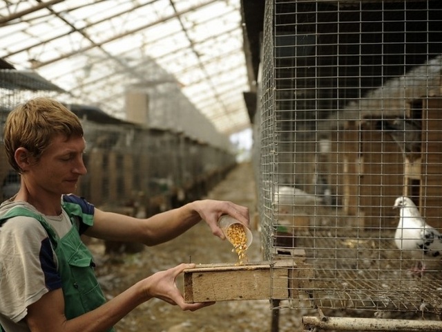 Содержание голубей и уход за ними | ЗооТом - продажа, вязка и услуги для животных в Томске