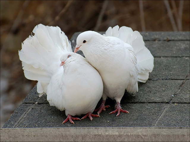 Содержание голубей и уход за ними в Томске