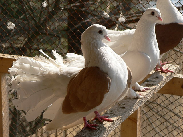 Содержание голубей и уход за ними в Томске