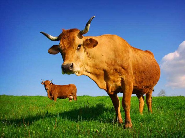 Все о коровах в Томске | ЗооТом портал о животных