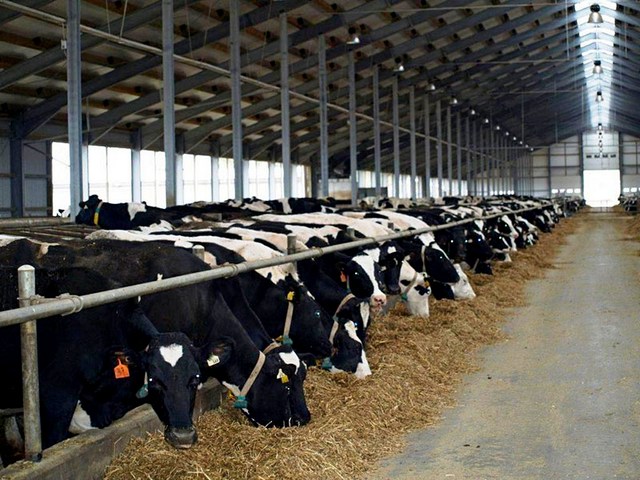Содержание коров и уход за ними в Томске | ЗооТом портал о животных