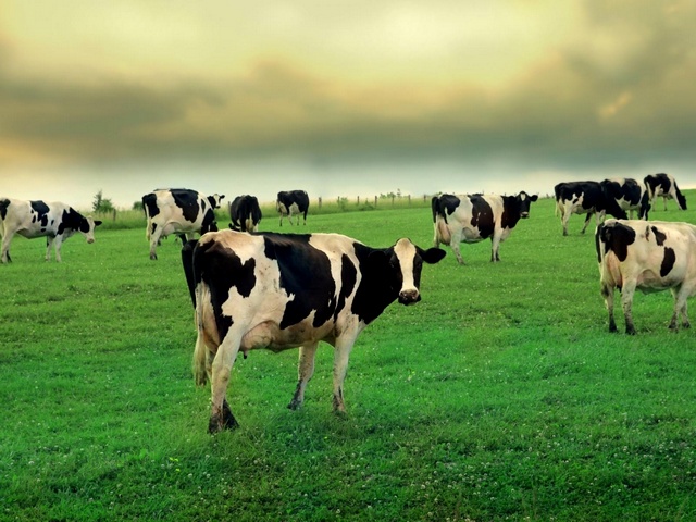 Содержание коров и уход за ними в Томске | ЗооТом портал о животных