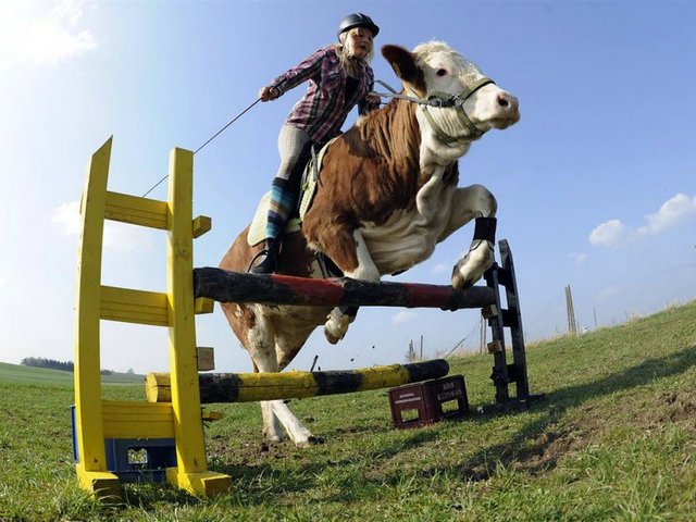 Статьи о коровах в Томске | ЗооТом портал о животных