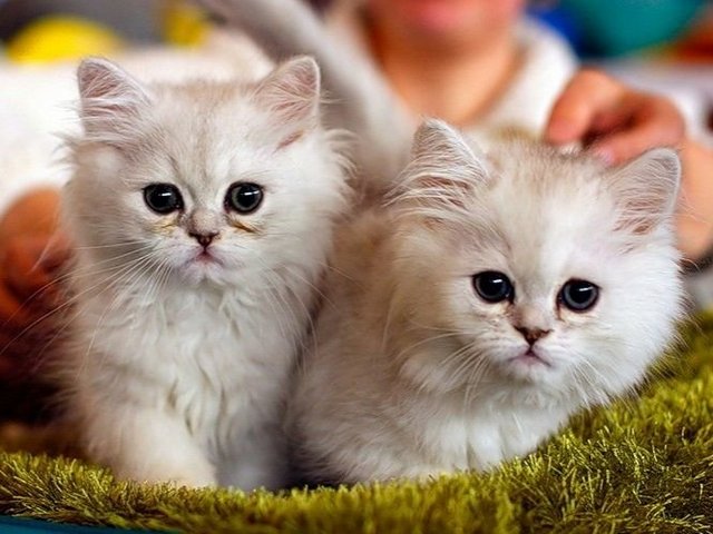 Породы кошек в Томске | ЗооТом портал о животных