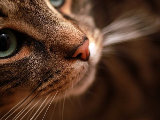 Статьи о кошках в Томске | ЗооТом портал о животных