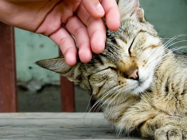 Интересные статьи о кошках в Томске | ЗооТом портал о животных