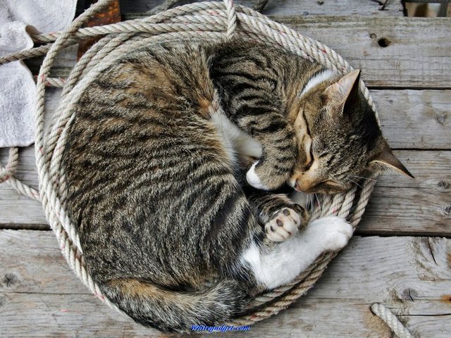 Все о кошках в Томске | ЗооТом портал о животных