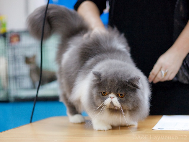 Выставки кошек в Томске | ЗооТом портал о животных