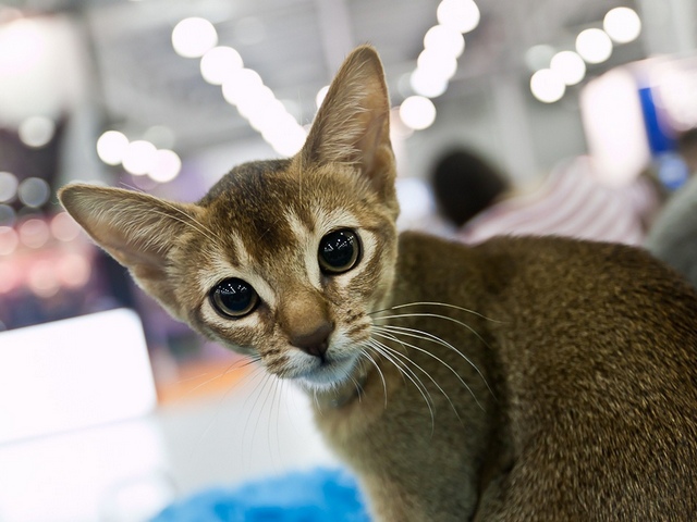 Выставки кошек в Томске | ЗооТом портал о животных