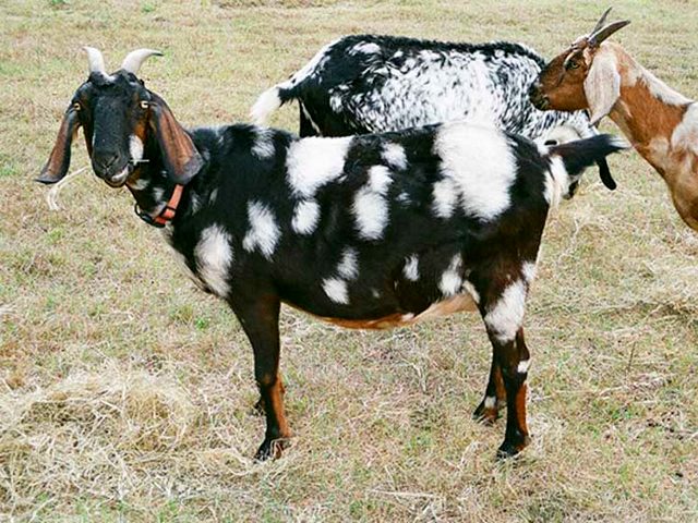 Породы коз в Томске | ЗооТом портал о животных