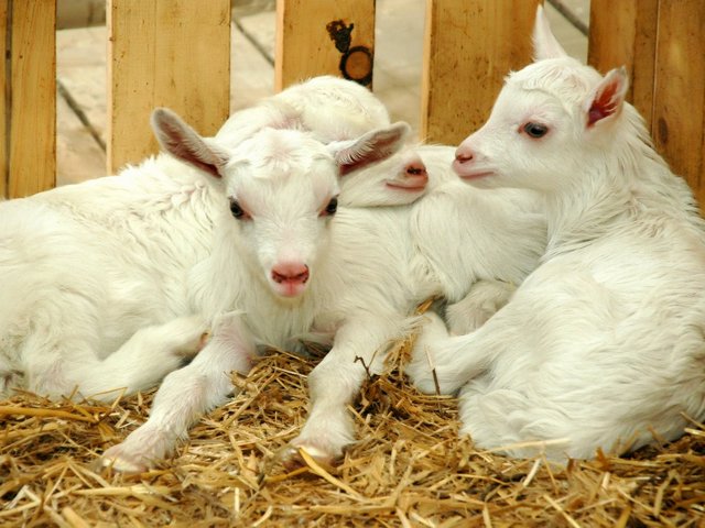 Содержание коз и уход за ними в Томске | ЗооТом портал о животных