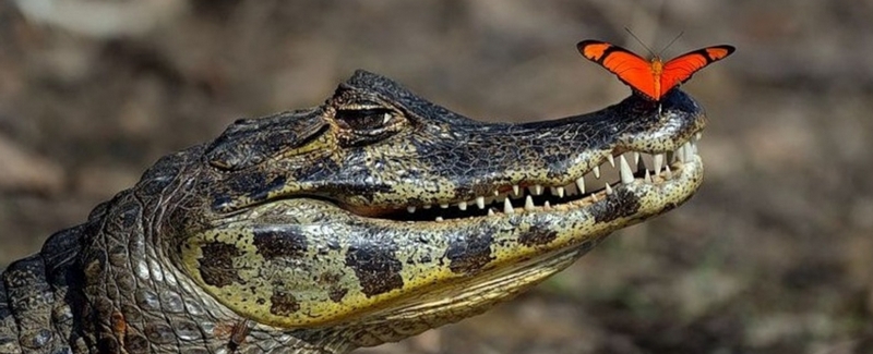 Все о крокодилах в Томске | ЗооТом портал о животных