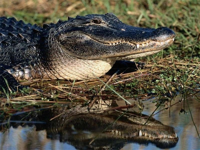 Породы крокодилов в Томске | ЗооТом портал о животных