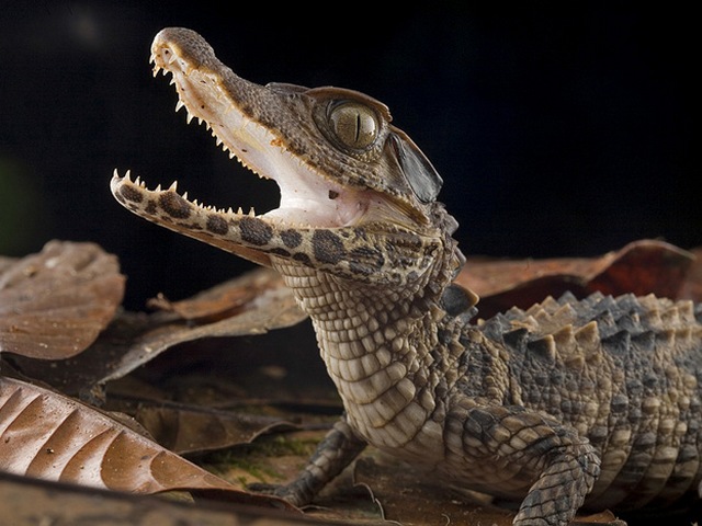 Содержание крокодилов и уход за ними в Томске | ЗооТом портал о животных