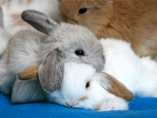 Статьи о кроликах в Томске | ЗооТом портал о животных