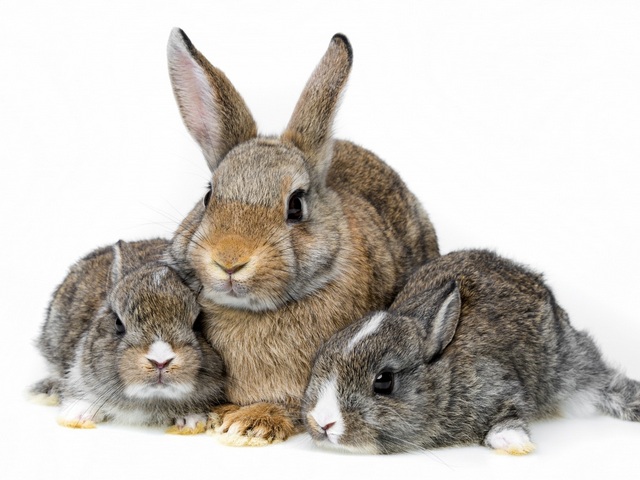 Все о кроликах в Томске | ЗооТом портал о животных