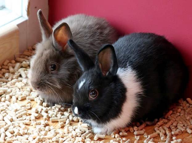 Содержание кроликов и уход за ними в Томске | ЗооТом портал о животных