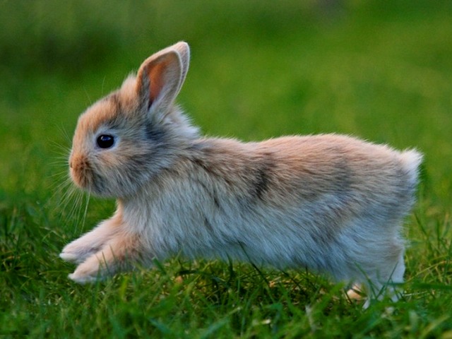 Статьи о кроликах в Томске | ЗооТом портал о животных