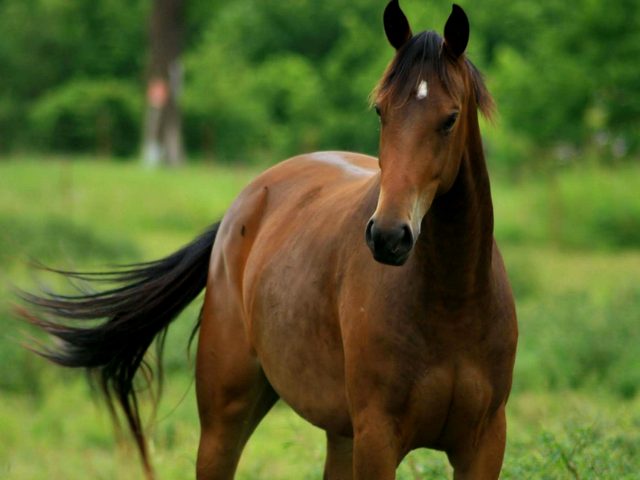 Содержание лошадей и уход за ними в Томске | ЗооТом портал о животных