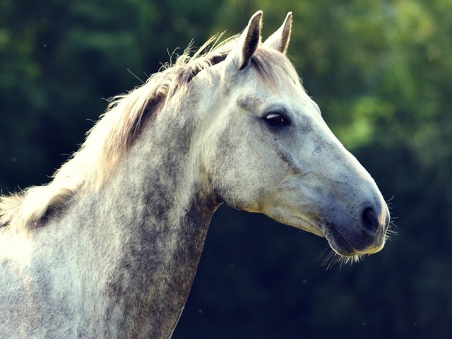 Уход за лошадьми в Томске | ЗооТом портал о животных