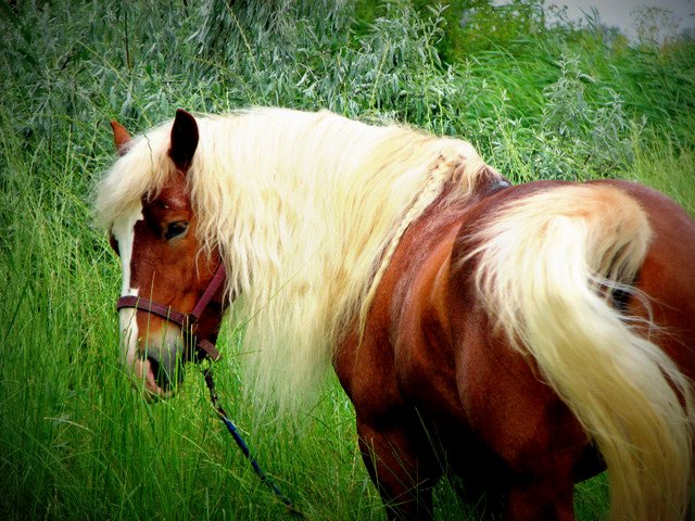 Породы лошадей в Томске | ЗооТом портал о животных