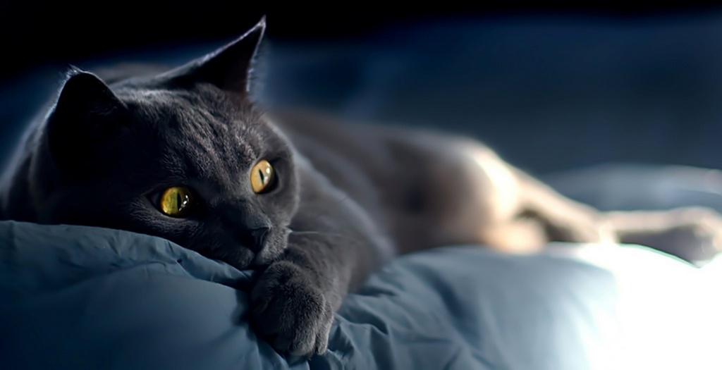 Объявления о кошках | ЗооТом - продажа, вязка и услуги для животных в Томске