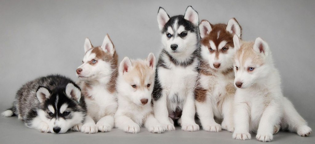 Объявления о собаках | ЗооТом - продажа, вязка и услуги для животных в Томске