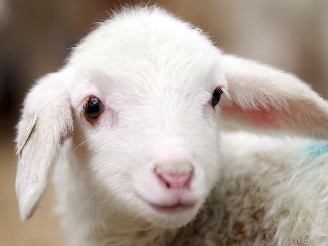 Овцы и бараны в Томске | ЗооТом портал о животных