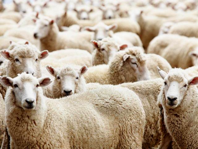 Породы овец в Томске | ЗооТом портал о животных