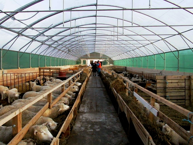 Содержание овец и уход за ними в Томске | ЗооТом портал о животных