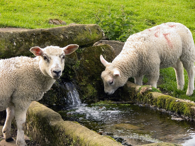 Статьи об овцах в Томске | ЗооТом портал о животных