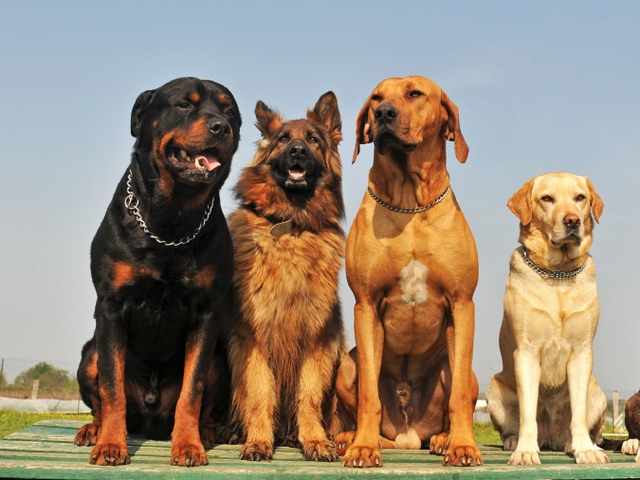 Крупные породы собак в Томске | ЗооТом портал о животных