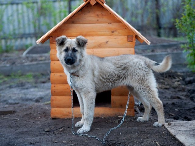 Все о собаках в Томске